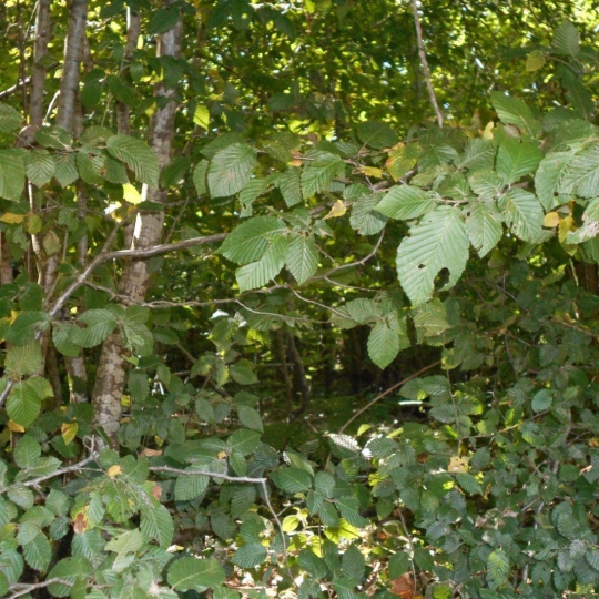 Terrain SAINT-ELOI (01800) m2 26 000 € 