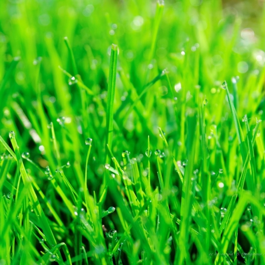 Réseau Immo-diffusion : Terrain SEPTEME (38780) m2  189 000 € 