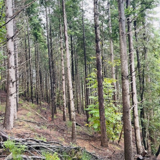 Terrain PREMIAN (34390) m2 34 000 € 