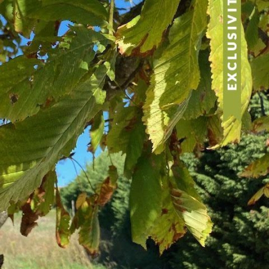 Terrain GIVORS (69700) 342.00m2 125 000 € 