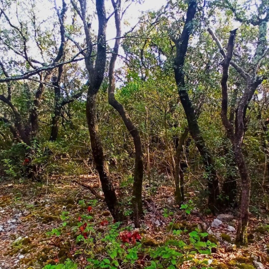 Terrain ASSIGNAN (34360) m2  - 9 900 € 