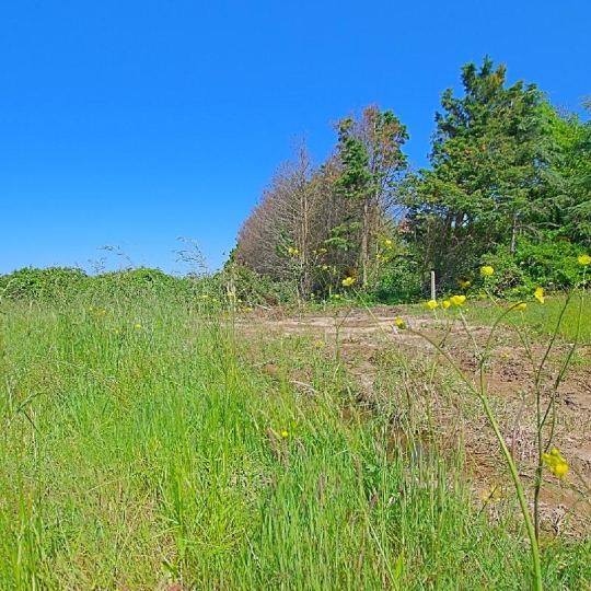 Terrain L'ILE-D'OLONNE (85340) 986.00m2 138 000 € 