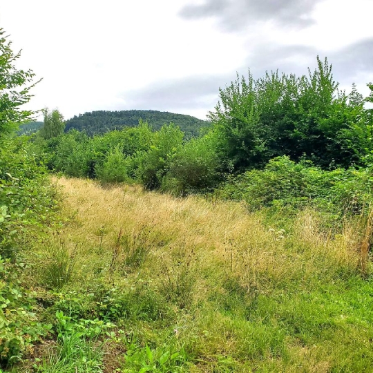 Terrain COLROY-LA-ROCHE (67420) 890.00m2  - 60 000 € 