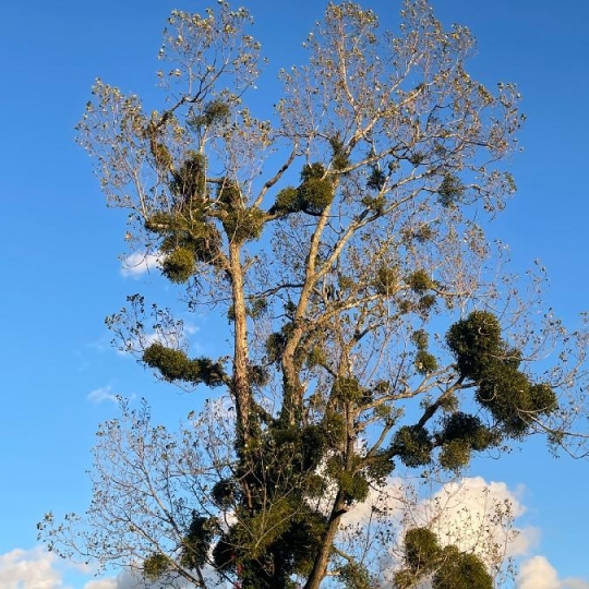 Terrain FEILLENS (01570) 0.00m2 110 € 