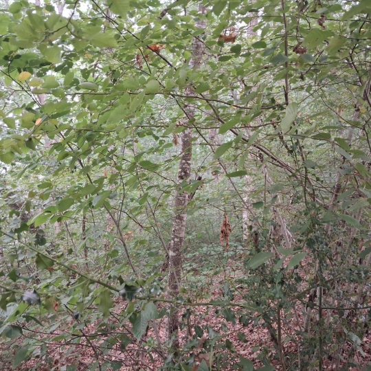 Terrain SAINT-PAUL (87260) m2 12 000 € 