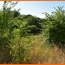 Terrain MONTLUEL (01120)   179 000 € 
