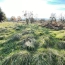 Terrain CHARNAY-LES-MACON (71850)   250 000 € 