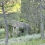 Terrain CRESTET (84110)  60 m2 216 000 € 
