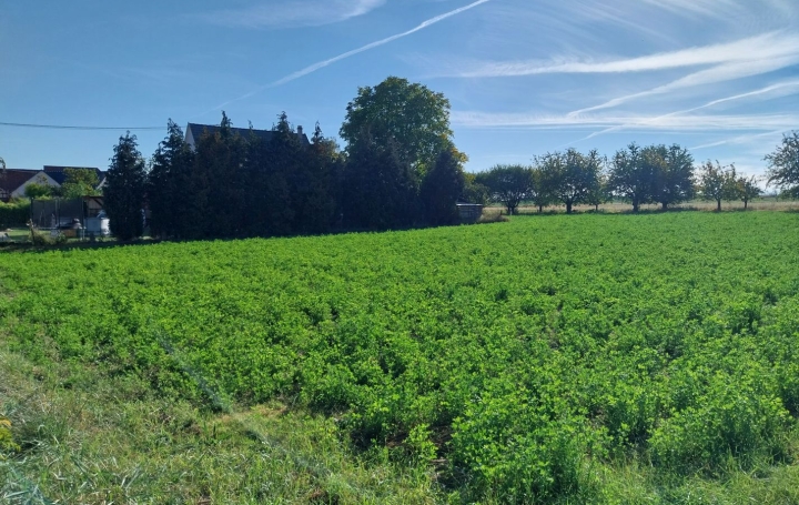 Réseau Immo-diffusion : Terrain  HANDSCHUHEIM   318 680 € 