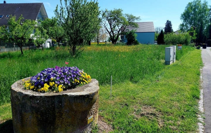 Terrain BERNOLSHEIM (67170) 0 m<sup>2</sup> 78 150 € 