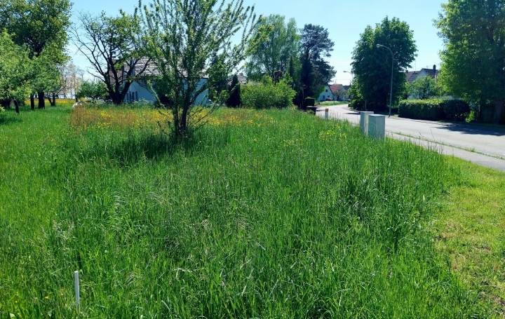 Terrain BERNOLSHEIM (67170)   78 150 € 