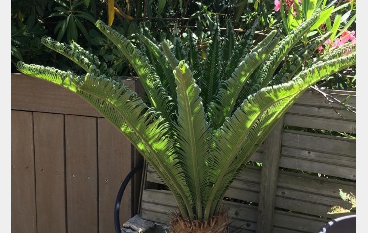 2 Pièces LE GRAU-DU-ROI (30240)  27 m2 230 000 € 