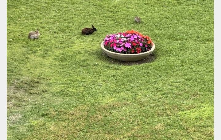 2 Pièces LA GRANDE-MOTTE (34280)  45 m2 329 € 