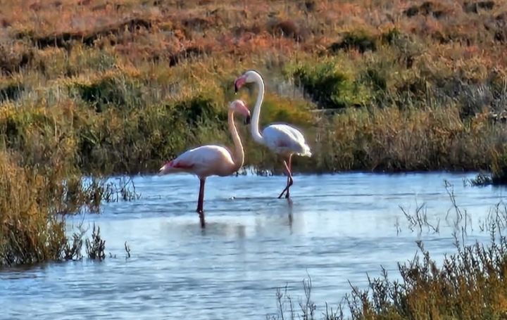 Maison PORTIRAGNES-PLAGE (34420)  40 m2 157 000 € 