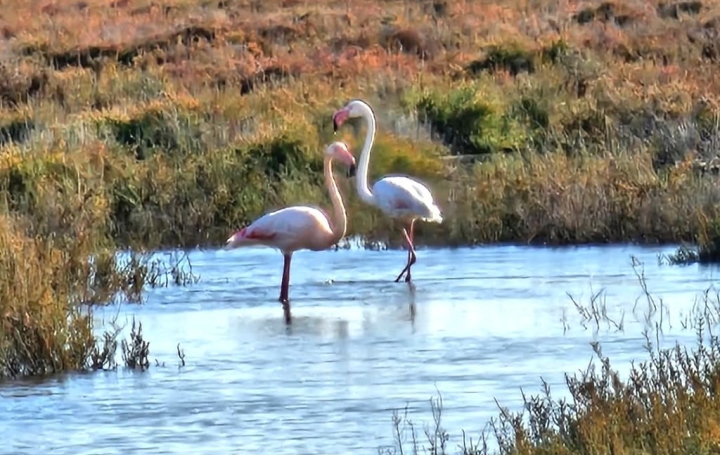 Maison PORTIRAGNES-PLAGE (34420)  40 m2 164 000 € 