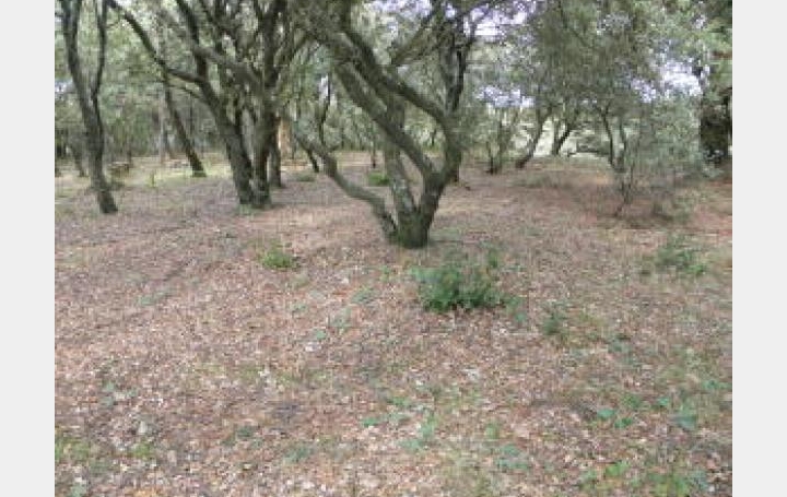 Réseau Immo-diffusion : Terrain  LA CAPELLE-ET-MASMOLENE   95 700 € 