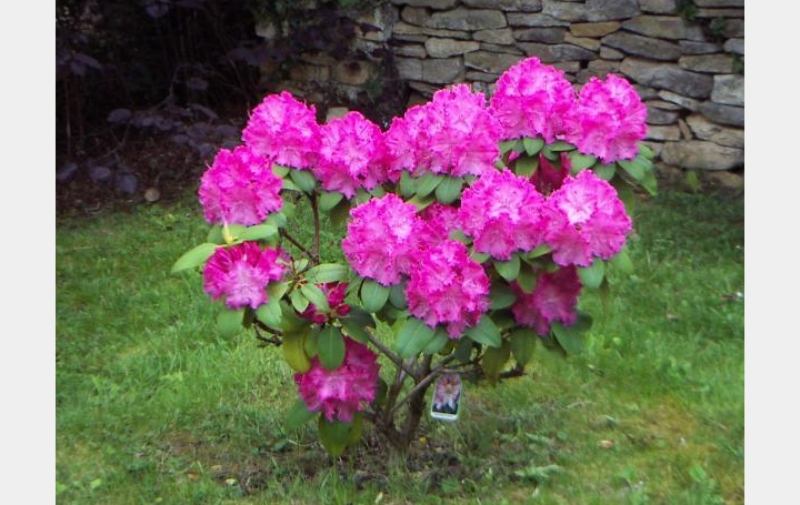 Réseau Immo-diffusion : Terrain  BRUERE-ALLICHAMPS   26 500 € 