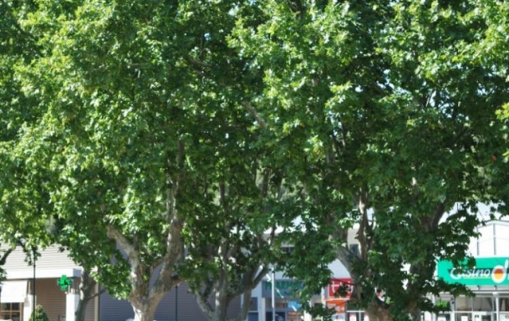 Réseau Immo-diffusion : Local commercial  LE THOLONET  124 m2 2 850 € 