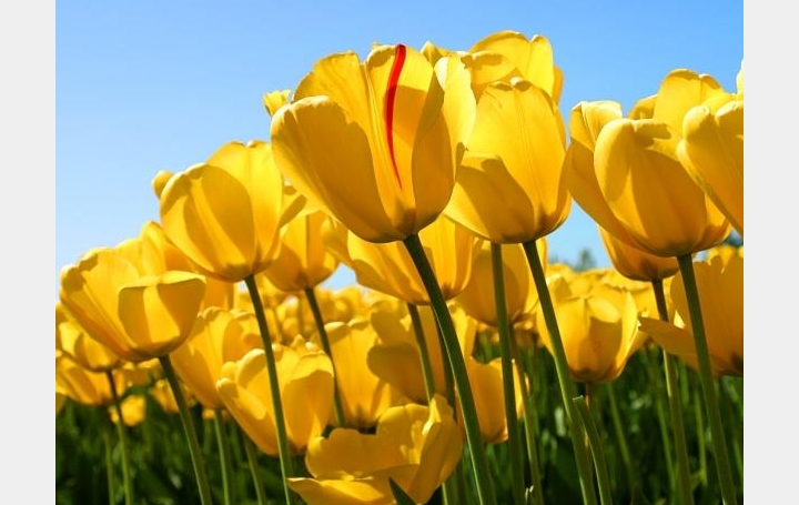 Réseau Immo-diffusion : Terrain  ARTHEMONAY   75 000 € 