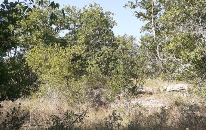 Réseau Immo-diffusion : Terrain  SAINT-ANDRE-DE-CRUZIERES   77 000 € 