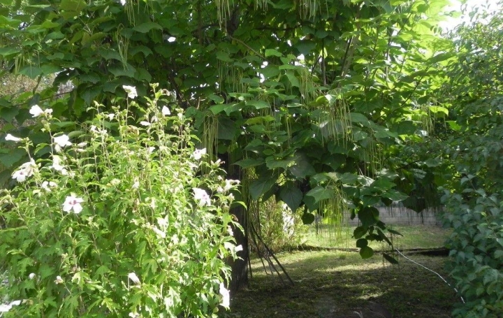 Maison de village GAGNIERES (30160)  48 m2 49 000 € 