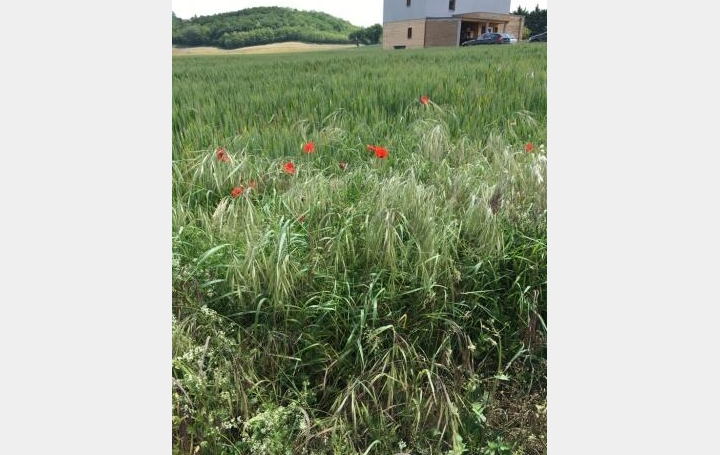 Réseau Immo-diffusion : Terrain  GRANE   99 000 € 