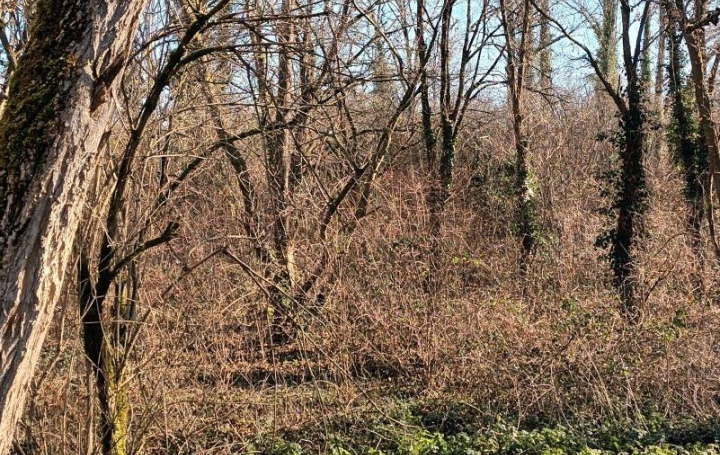 Terrain VILLANDRAUT (33730)   14 000 € 