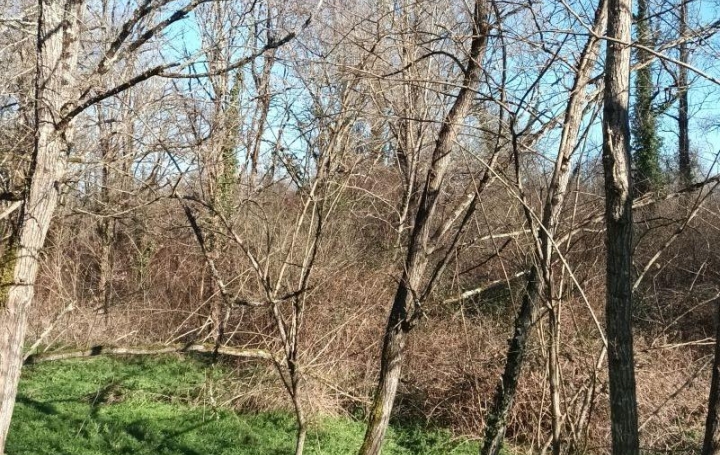 Terrain VILLANDRAUT (33730)   14 000 € 