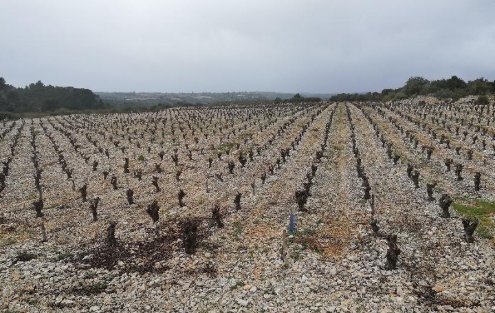 Réseau Immo-diffusion : Terrain  SAINT-JEAN-DE-MINERVOIS   40 000 € 