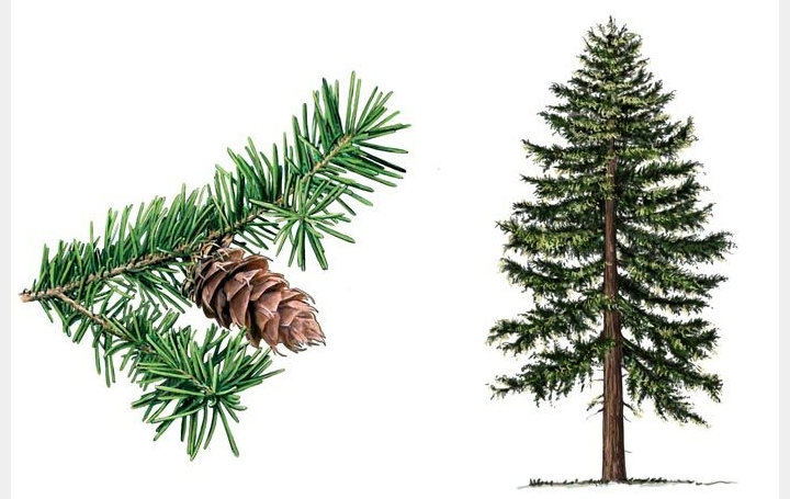 Terrain PREMIAN (34390)   34 000 € 