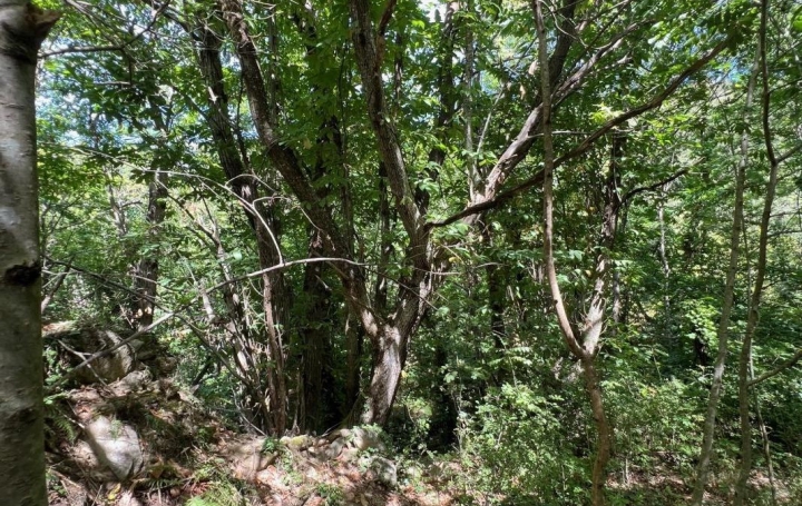 Terrain PREMIAN (34390)   11 000 € 