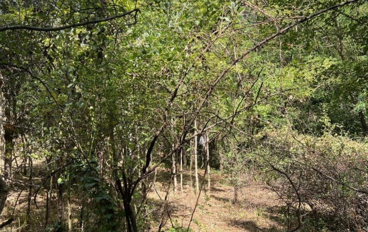 Terrain PREMIAN (34390)   11 000 € 