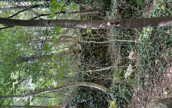 Terrain PREMIAN (34390)   11 000 € 