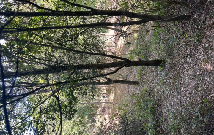 Terrain PREMIAN (34390)   11 000 € 