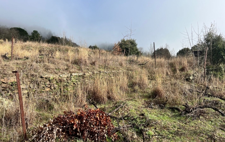 Terrain MONS (34390)   12 000 € 