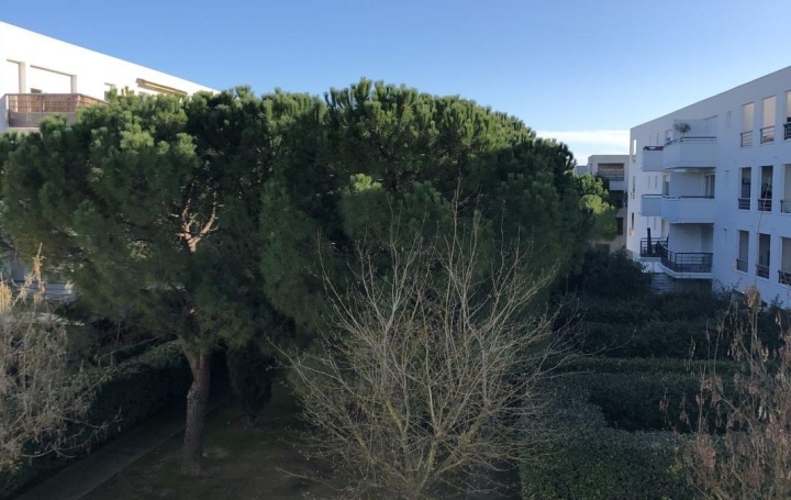 Studio MONTPELLIER (34000)  21 m2 770 € 