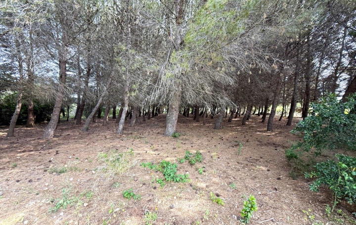 Terrain ARGELIERS (11120)   28 000 € 