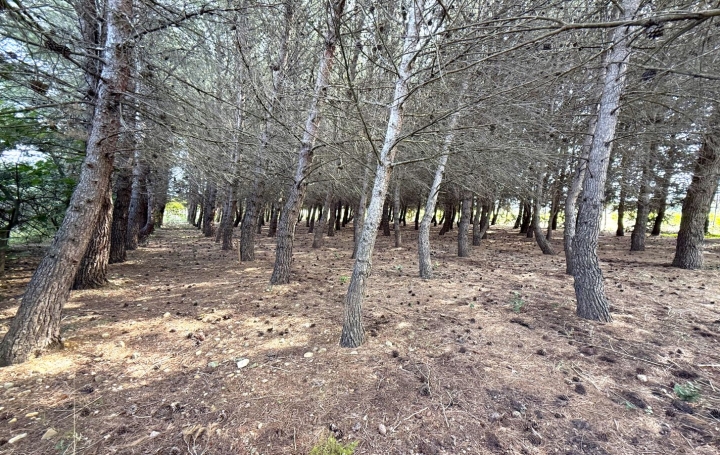 Terrain ARGELIERS (11120)   28 000 € 