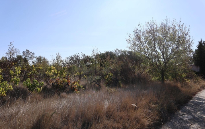 Terrain LA LIVINIERE (34210)   69 000 € 