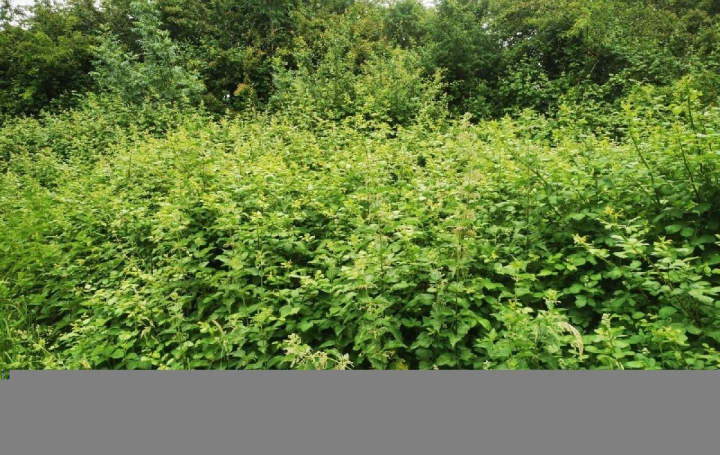 Terrain TALMONT-SAINT-HILAIRE (85440)  9 295 m2 69 900 € 