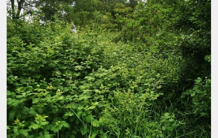 Terrain TALMONT-SAINT-HILAIRE (85440)  9 295 m2 69 900 € 