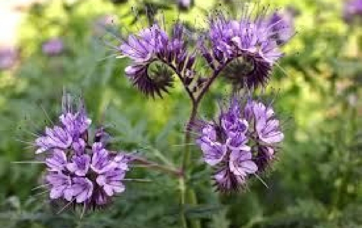 Réseau Immo-diffusion : Terrain  L'AIGUILLON-SUR-VIE  582 m2 99 800 € 