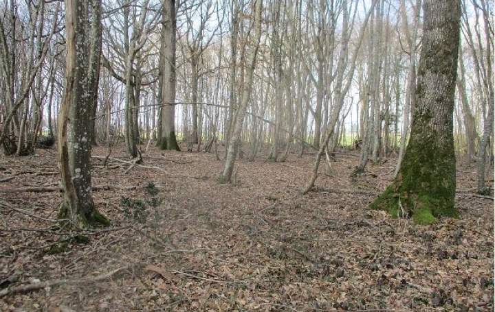 Réseau Immo-diffusion : Terrain  CHUELLES   6 600 € 