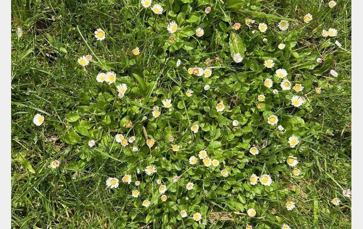 Réseau Immo-diffusion : Terrain  LE LANDREAU  480 m2 104 800 € 