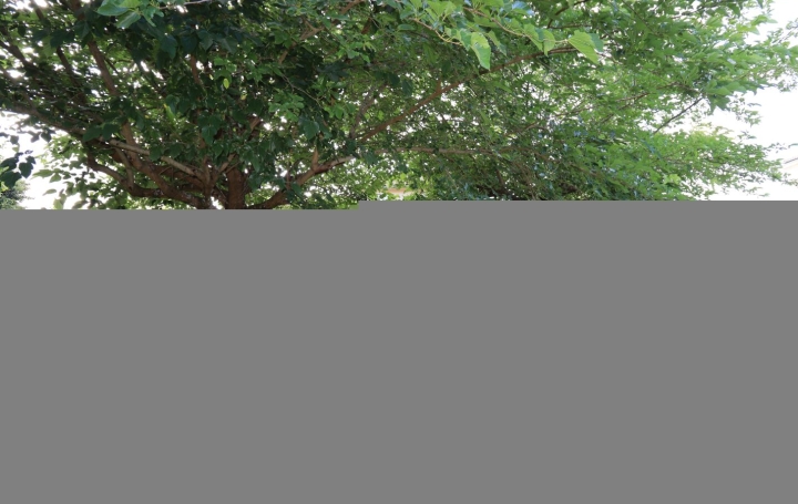 Maison BAYON-SUR-GIRONDE (33710)  229 m2 349 907 € 