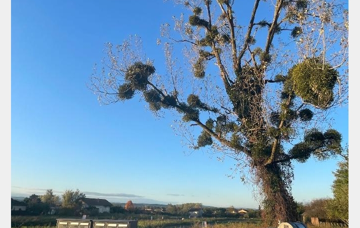 Terrain FEILLENS (01570)   110 € 