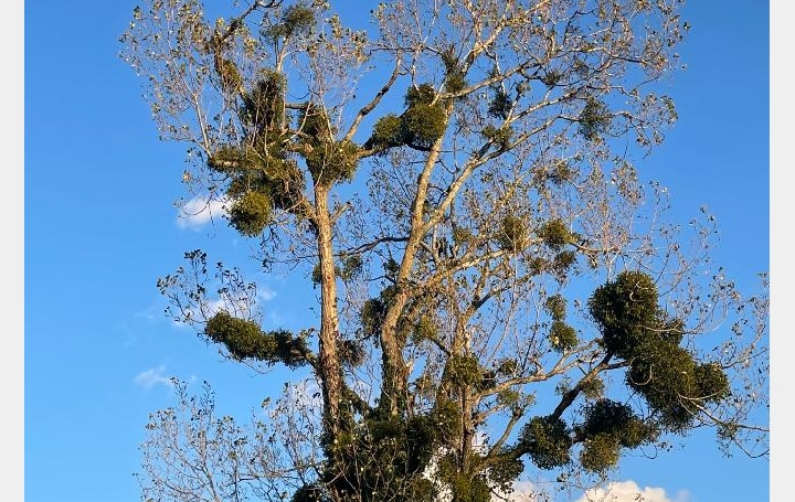 Terrain FEILLENS (01570)   81 810 € 