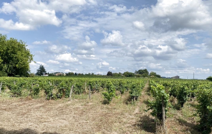 Terrain SAINT-SULPICE-DE-FALEYRENS (33330)  25 000 m2 850 000 € 