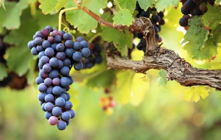 Terrain SAINT-SULPICE-DE-FALEYRENS (33330)  25 000 m2 850 000 € 