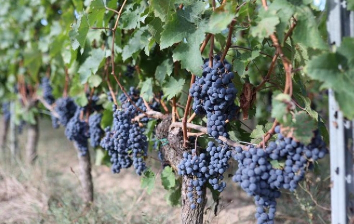 Terrain SAINT-SULPICE-DE-FALEYRENS (33330)  25 000 m2 850 000 € 